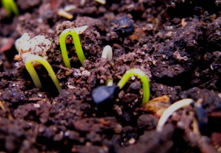 Как да расте лук лук как да се грижи за разсад