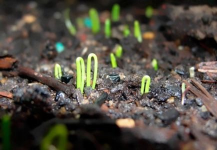 Как да расте лук лук как да се грижи за разсад