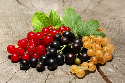 Как да расте грозде, изберете посадъчен материал, осигуряват