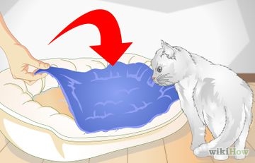 Как да се грижи за котката