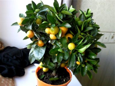 Каламондин Citrus грижи у дома, разсаждане и торове