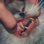 Котки котешки калицивирус симптоми, лечение, диагностика, клинична картина, ветеринарна служба