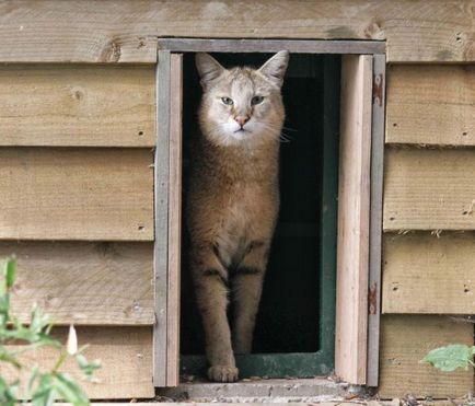 Jungle котка (12 снимки) дали е възможно да се запази описанието къща видео - murkote за котки и котки