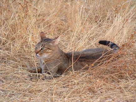 Jungle котка (12 снимки) дали е възможно да се запази описанието къща видео - murkote за котки и котки