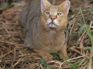 Джунглата снимки на котки, цена, описание порода, видео