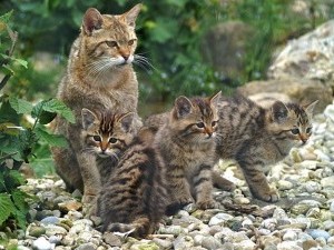 Джунглата снимки на котки, цена, описание порода, видео