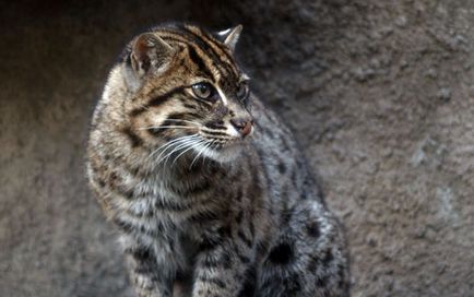 Jungle вид котка, поведение, храна и съдържанието (поведение) Jungle вид котка, поведението, храненето и съдържание