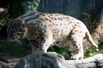 Jungle котка външен вид, поведение, храна и съдържание (храна) Jungle вид котка, поведението, храненето и съдържание