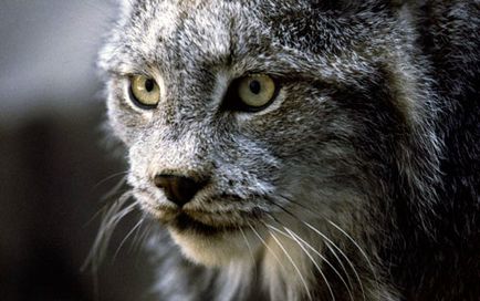 Jungle вид котка, поведение, храна и съдържанието (външна) Jungle вид котка, поведението, храненето и съдържание