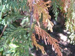 Cypress домашни грижи, размножаване и Пресаждането тънкости, болести и вредители (снимка)
