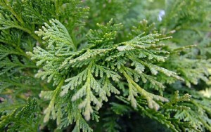Cypress домашни грижи, размножаване и Пресаждането тънкости, болести и вредители (снимка)