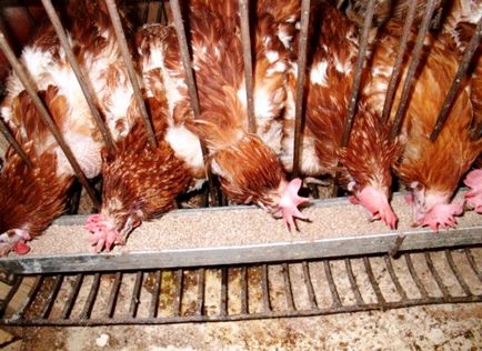 В клетъчното съдържание на кокошките носачки у дома
