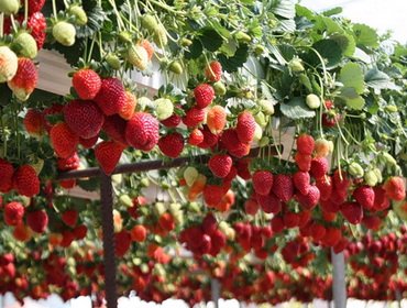 Ягоди през цялата година в земеделски техники парникови и домашно видео и технологии на отглеждане плодове