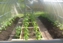 Когато растенията чушки и домати в оранжерия могат да бъдат разтворени в оранжерия, домати и патладжани растителна