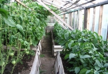 Когато растенията чушки и домати в оранжерия могат да бъдат разтворени в оранжерия, домати и патладжани растителна