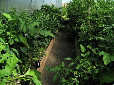 Когато растенията чушки и домати в оранжерия домати могат да бъдат в един завод в оранжерия патладжан, кацането