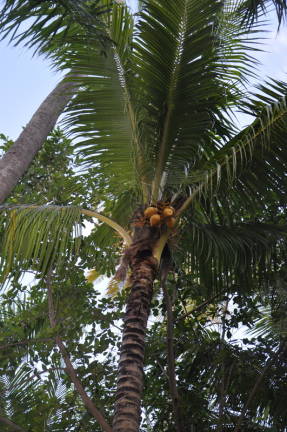 Кокосово дърво - азиатски дървото на живота