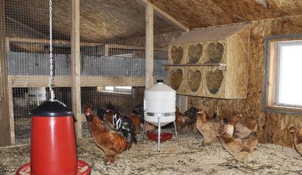 Кокцидиоза при пилета и малките им симптоми и лечение