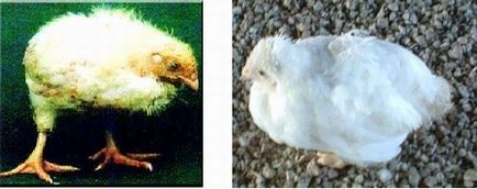 Кокцидиозите в пилета разполага, симптоми и причини и лечение на снимка