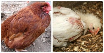 Coccidiosis у пилета, методи за лечение и превенция