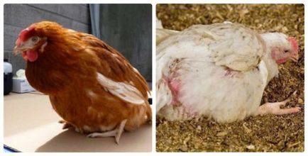 Coccidiosis у пилета, методи за лечение и превенция (кокцидиоза) Coccidiosis у пилета, методи за лечение и превенция