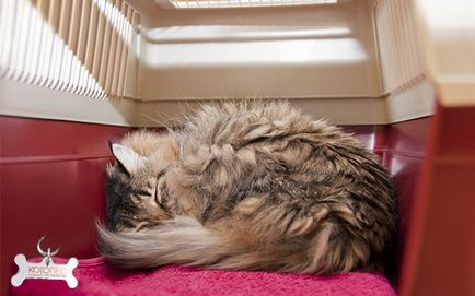Котка и шофиране без паника и стрес (котка) Cat и устройство без паника и стрес