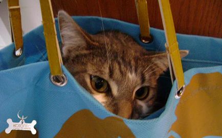 Котка и шофиране без паника и стрес (котка) Cat и устройство без паника и стрес
