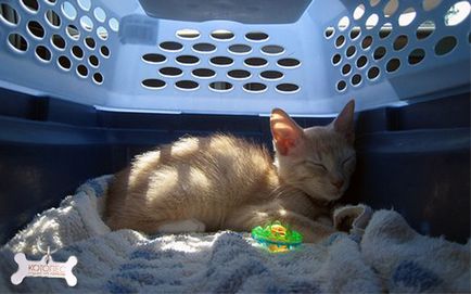 Котка и шофиране без паника и стрес (котка) Cat и устройство без паника и стрес