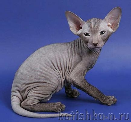 Peterbald котка порода - Сфинкса Петербург, 30 снимки и описания