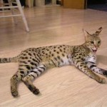 Котка като леопард като порода, наречена леопардови пискюли на ушите, цена, цвят,