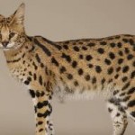 Котка като леопард като порода, наречена леопардови пискюли на ушите, цена, цвят,