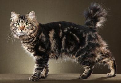 Котки Курилските бобтейл характер, порода характеристики, екстериор, снимки