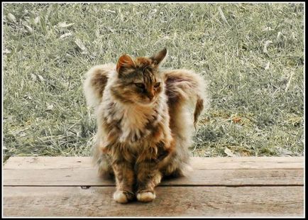 Крилати котка - източник на добро настроение
