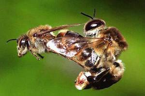Кои са търтеи, каква роля изпълнява и защо се нуждаем от пчела колония