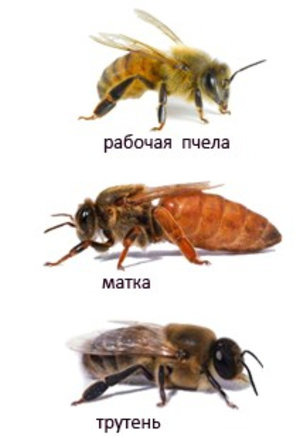 Кой е безпилотен самолет, неговата роля в живота на пчелите