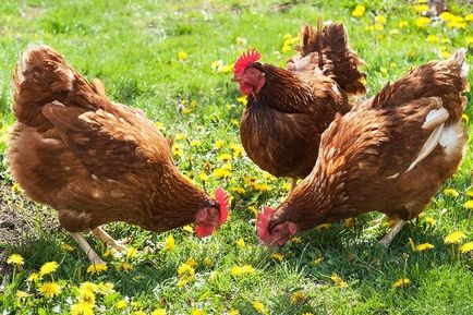 Ломан Браун кокошки - описание порода, характеристики, снимки и видео