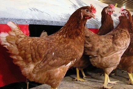 Ломан Браун кокошки - описание порода, характеристики, снимки и видео