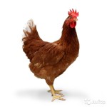 Ломан Браун кокошки характеристики, описание, снимки порода