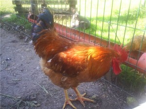 Ломан Браун кокошки размножават характеристики със снимка (пилета) Ломан Браун кокошки характеристика на породата със снимки