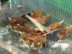 Кокошките носачки Ломан Браун описание порода, ревюта, снимки - пилета, на форум за разплод и
