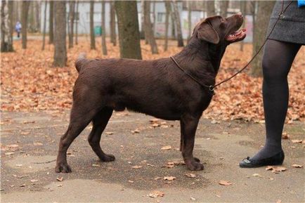 Лабрадор ретривър куче снимка, цена, описание порода, характер, видео