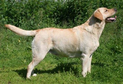 Лабрадор ретривър куче снимка, цена, описание порода, характер, видео