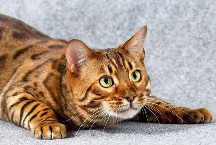 Leopard котка порода, цена, цвят леопард