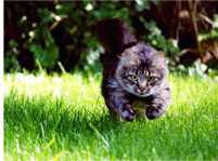 Максималната скорост на котката и котката, бягане