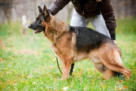 Немска овчарка (Shepherd) немска овчарка