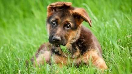 Немска овчарка (Shepherd) немска овчарка