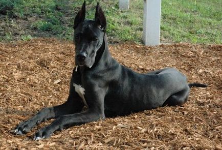 Great Dane снимки, цена, характеристики и описание порода, ревюта на собствениците (снимка) Great Dane снимки, цена, характеристики и описание порода, преглед на собствениците