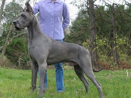 Great Dane снимки, цена, характеристики и описание порода, прегледи на собствениците (немски) Great Dane снимки, цена, характеристики и описание порода, преглед на собствениците
