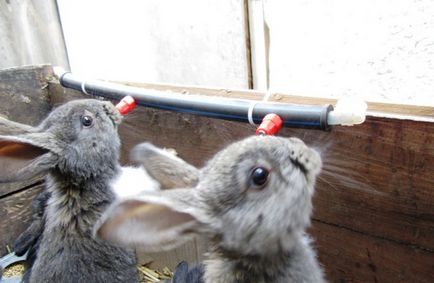 Нипелни поилки за зайци искате да бъде направено, снимки, видео, рисунки