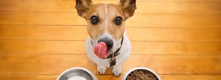 Норма суха храна за кучета маса хранене ден, дозата